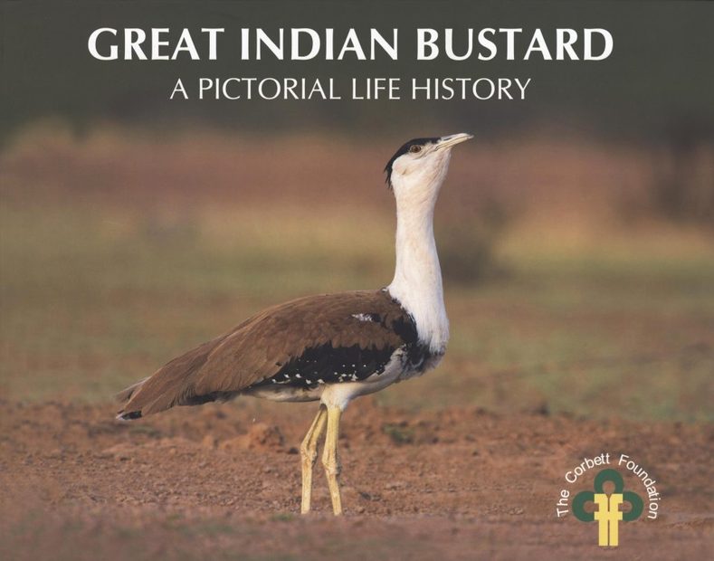 Great Indian Bustard