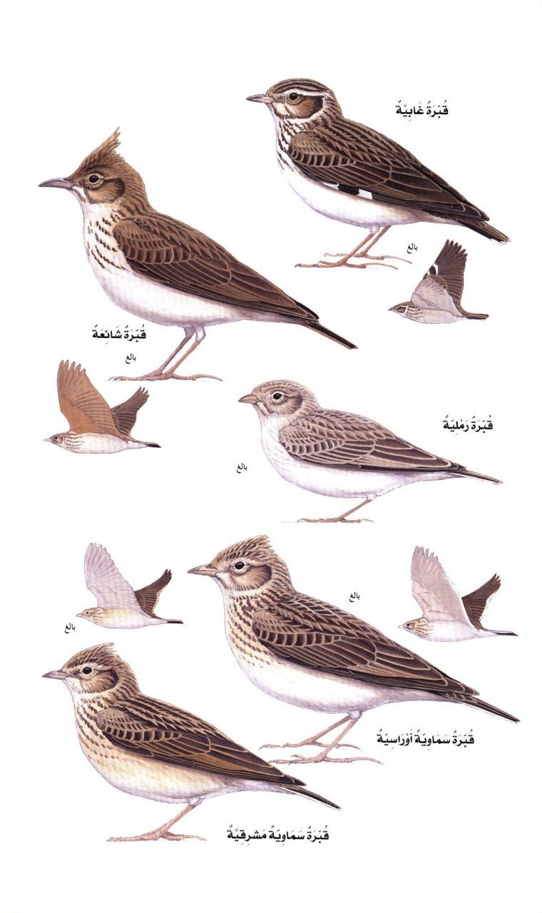 Birds Of The Middle East Arabic Nhbs Field Guides