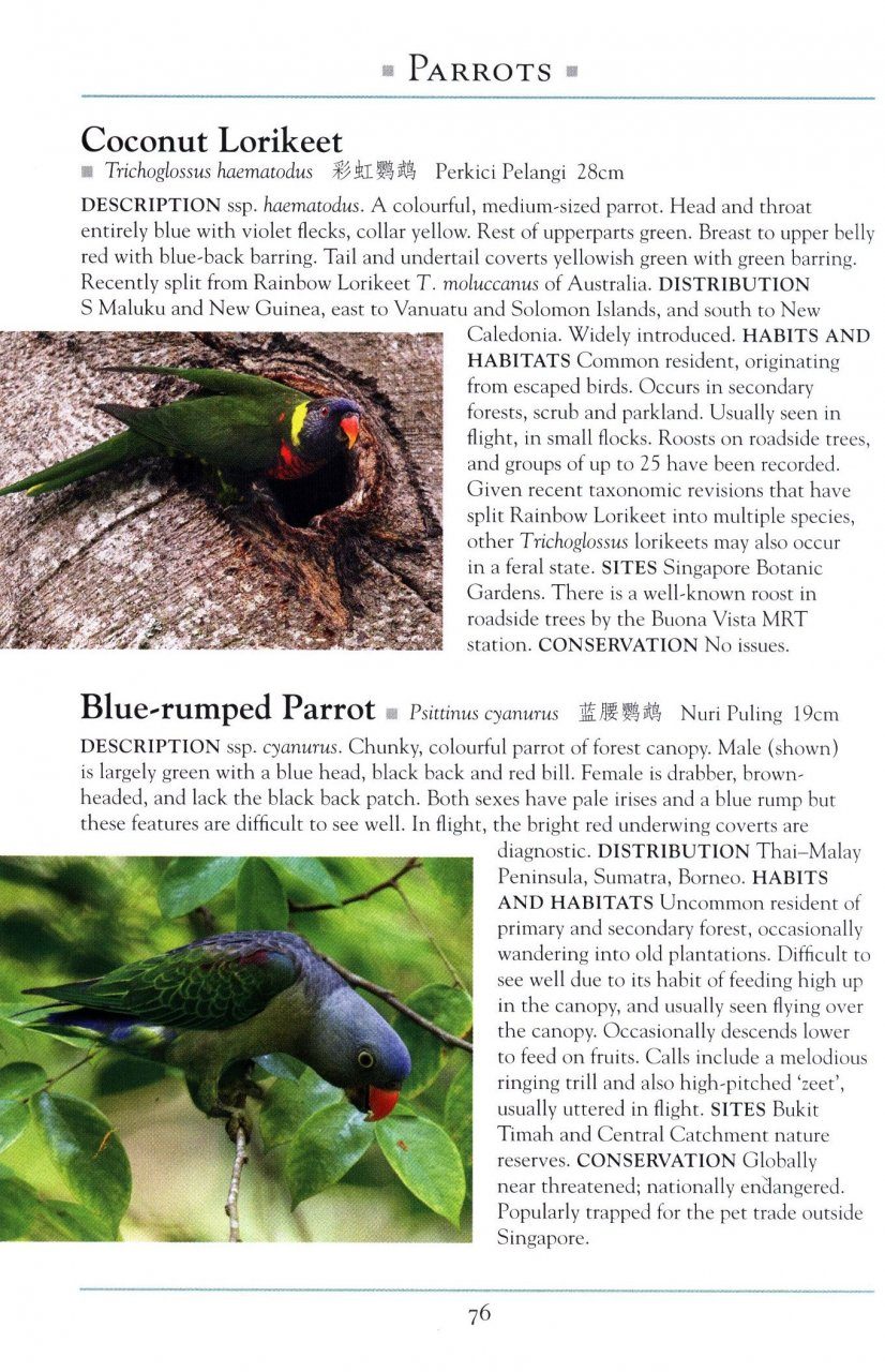 A Naturalists Guide To The Birds Of Singapore Naturalists Guides