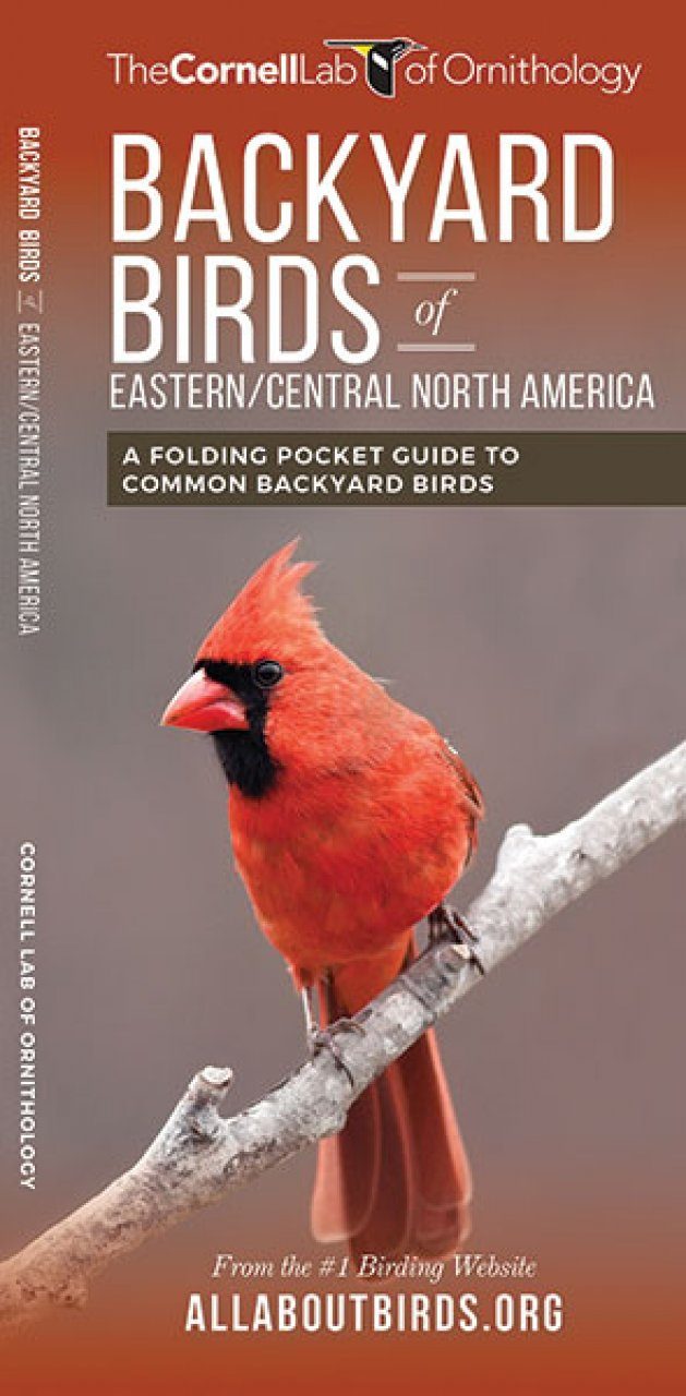 Backyard Birds Of Eastern Central North America A Folding