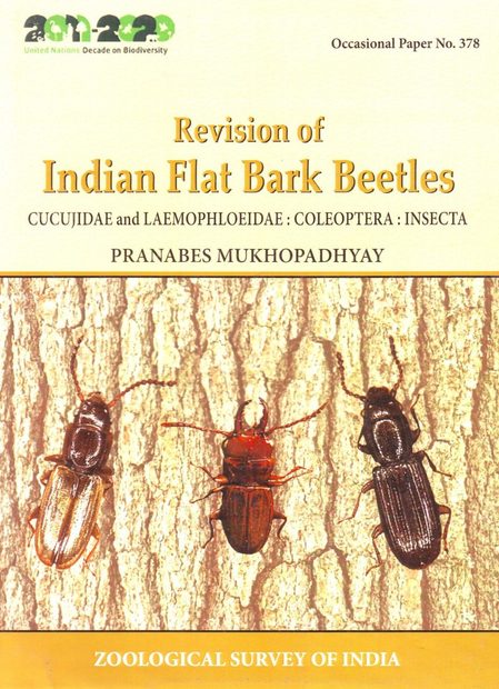 Revision of Indian Flat Bark Beetles