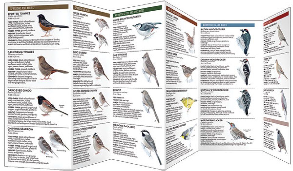 Feeder Birds Of Southern California A Folding Pocket Guide To Common Backyard Birds Nhbs Field Guides Natural History,Three Way Switch Diagram