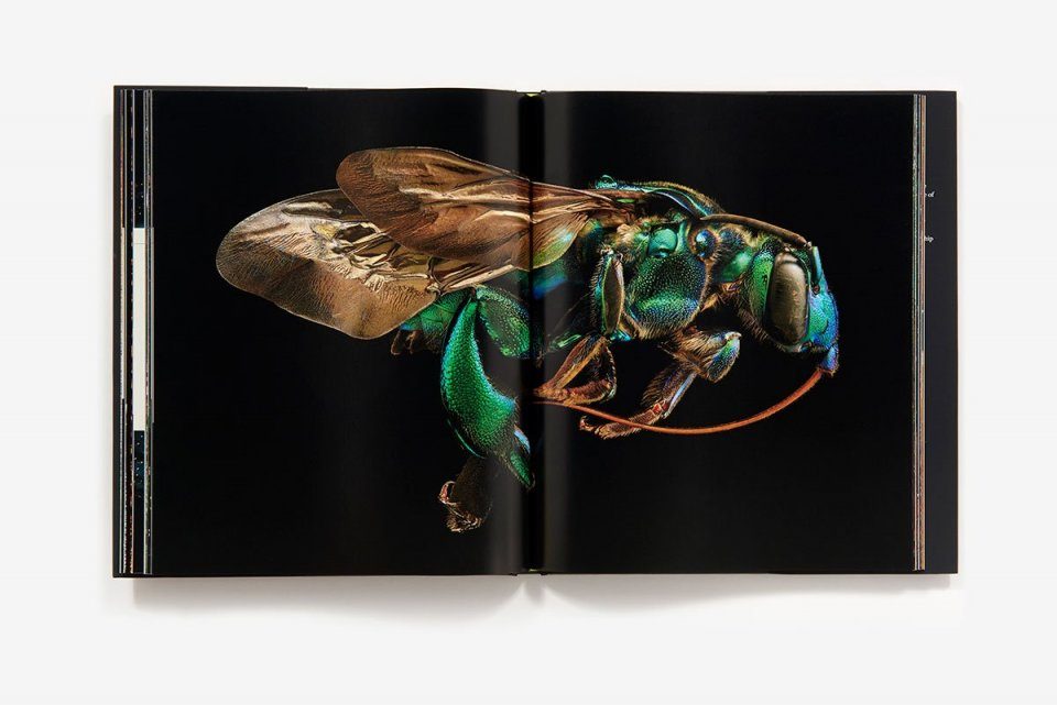 Microsculpture Portraits of Insects Epub-Ebook