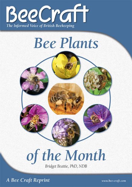 Bee Plants of the Month