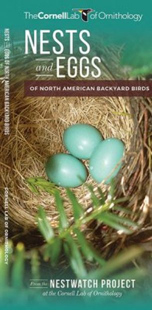 Nests and Eggs of North American Backyard Birds