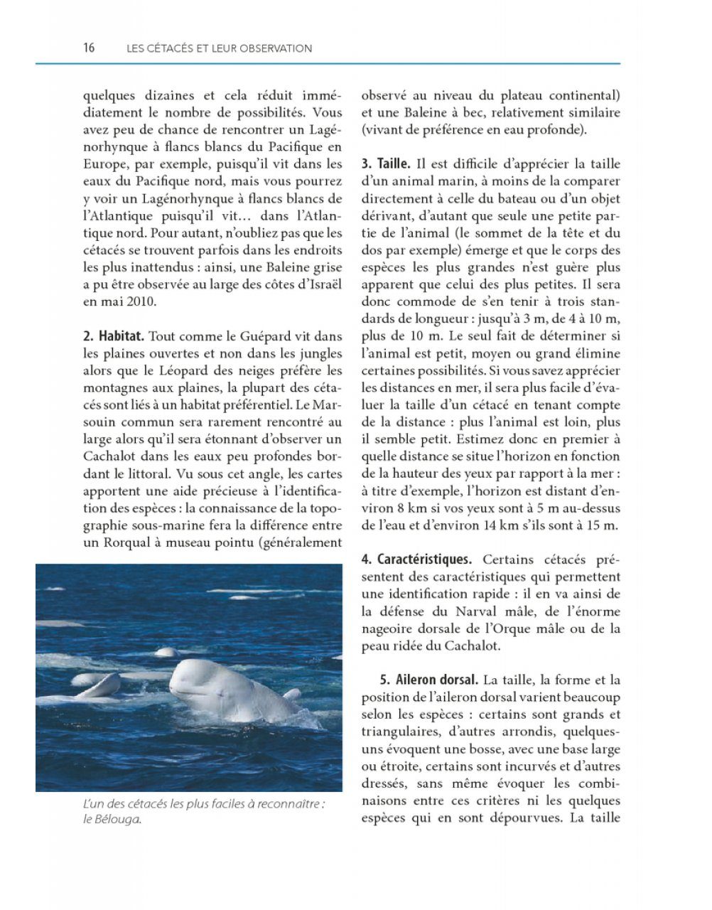 Observer les Baleines et Autres Cétacés en France et en Europe [Mark ...