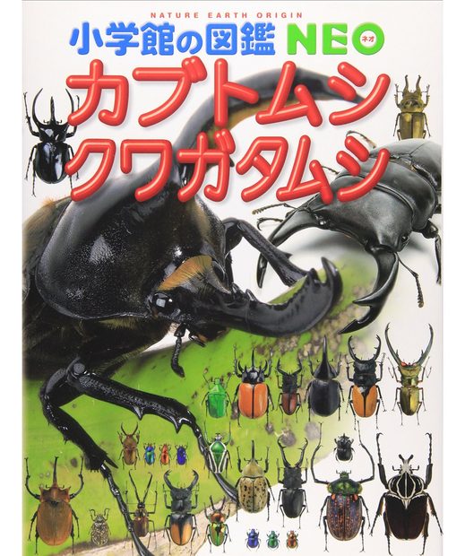 Kabutomushi Kuwagatamushi [Stag Beetles]