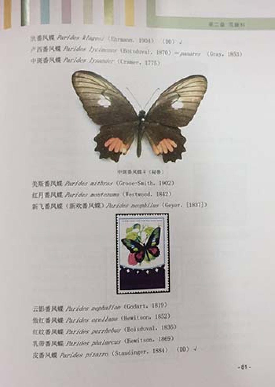 The New Version of the World Butterflies List (4-Volume Set
