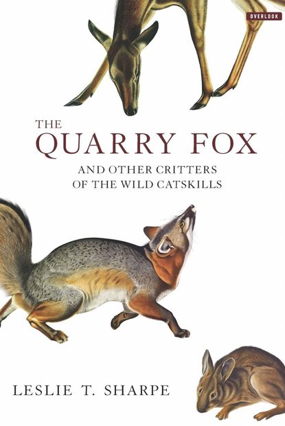 The Quarry Fox