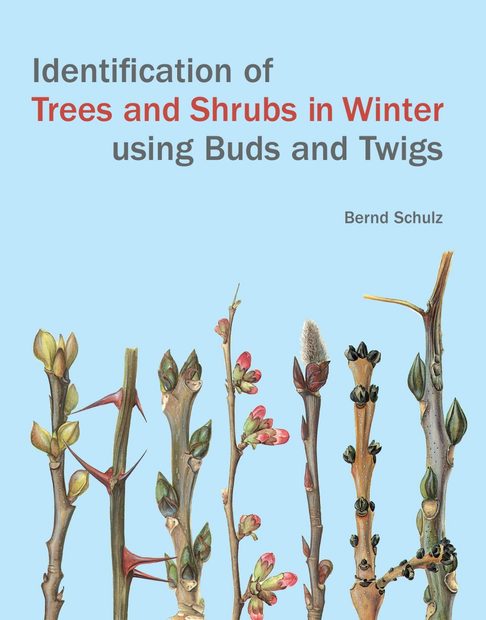 Identification of Trees and Shrubs in Winter Using Buds and Twigs