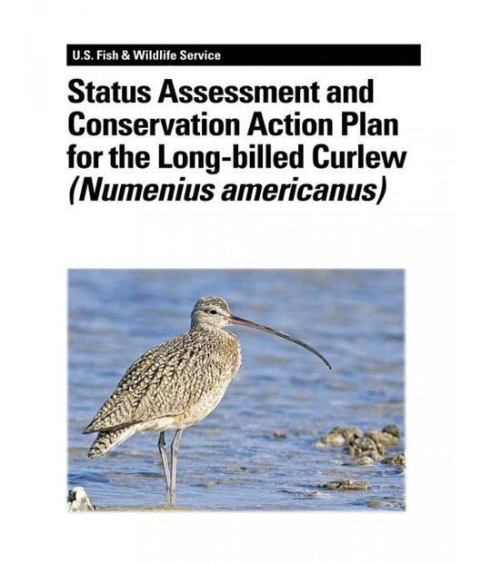 Status Assessment and Conservation Action Plan for the Long-Billed Curlew (Numenius americanus)