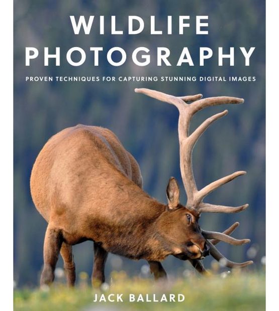 Wildlife Photography