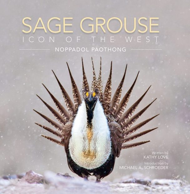 Sage Grouse