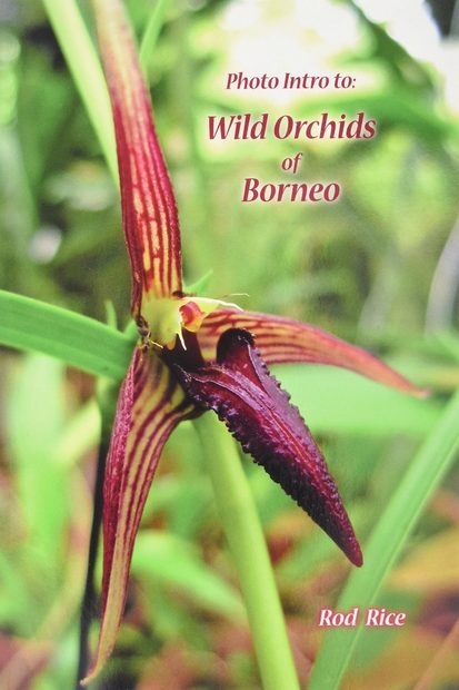 Photo Intro to Wild Orchids of Borneo