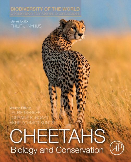 Cheetahs