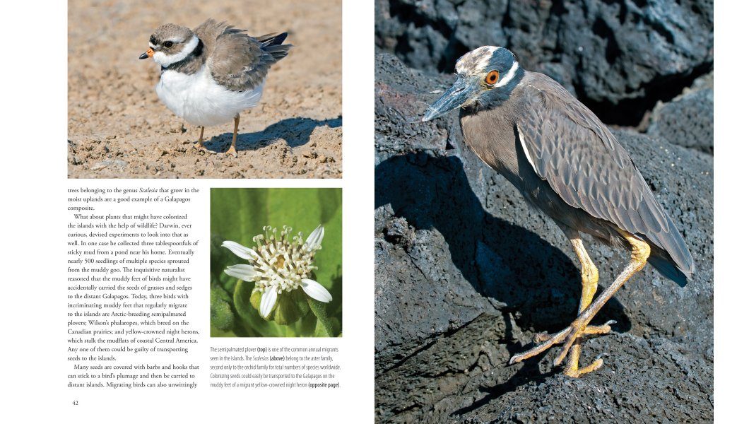 Galapagos: A Traveler's Introduction | NHBS Academic & Professional Books