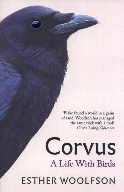 Corvus