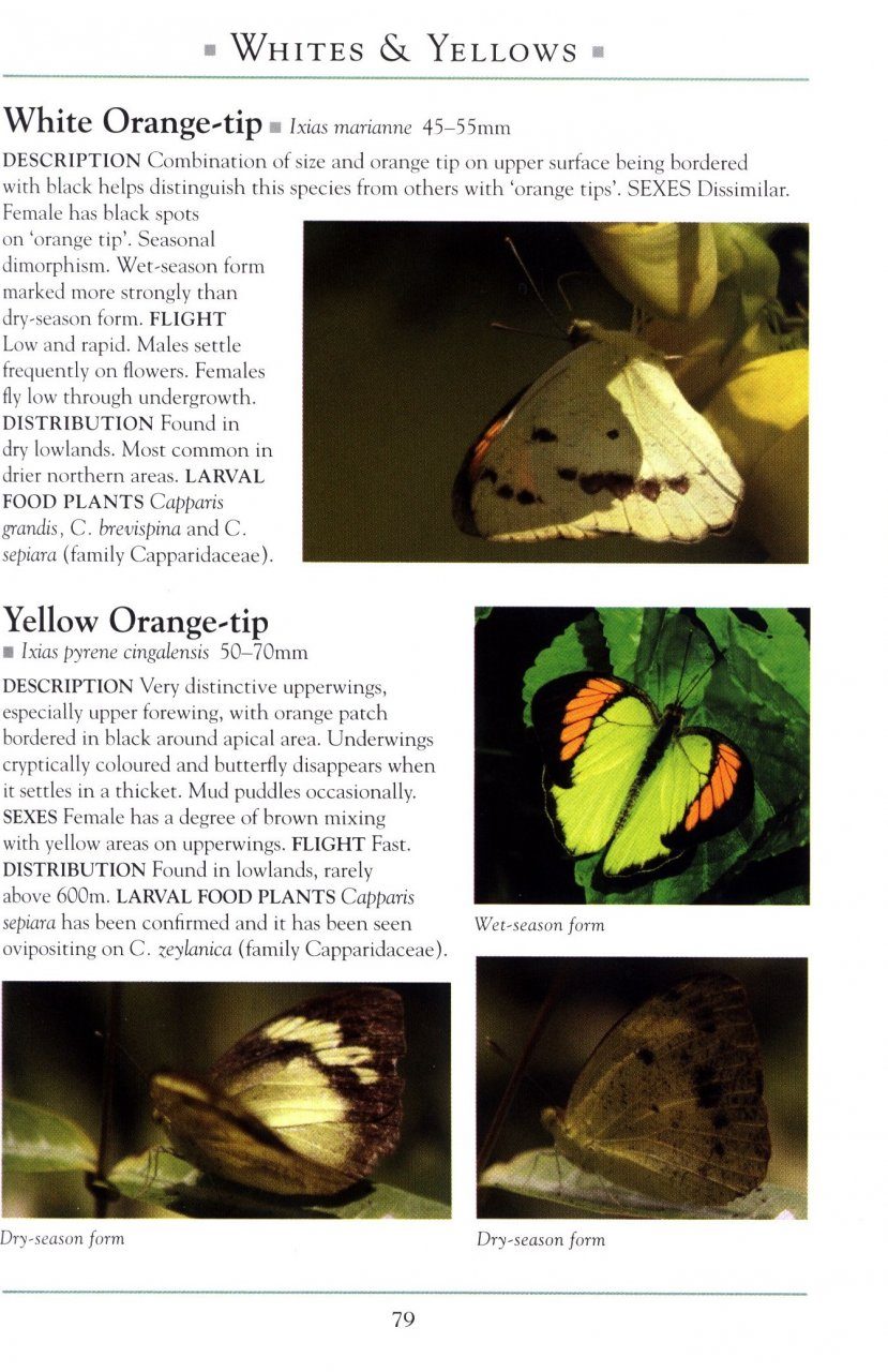 A Naturalist S Guide To The Butterflies Amp Dragonflies Of