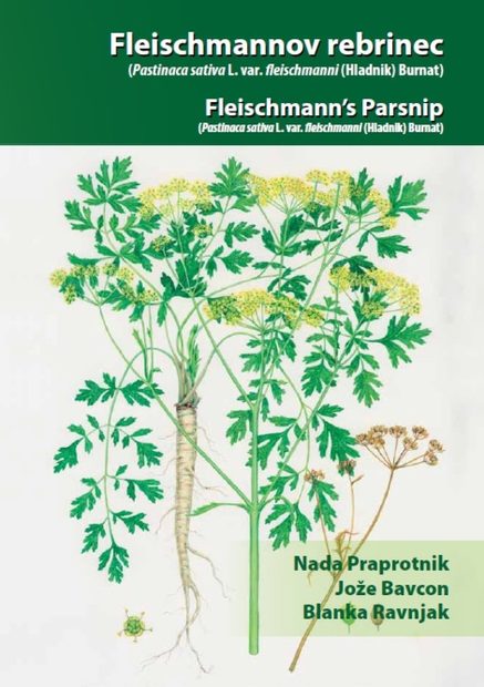 Fleischmann's Parsnip / Fleischmannov Rebrinec (Pastinaca sativa L. var. fleischmanni (Hladnik) Burnat)
