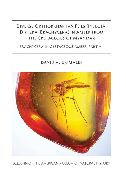 Diverse Orthorrhaphan Flies (Insecta: Diptera: Brachycera) in Amber from the Cretaceous of Myanmar: Brachycera in Cretaceous Amber, Part 7