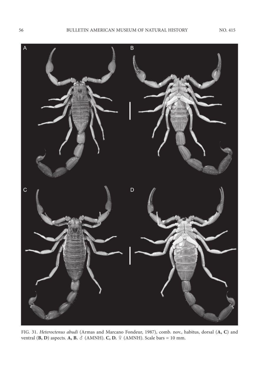 Systematic Revision of the Neotropical Club-Tailed Scorpions ...