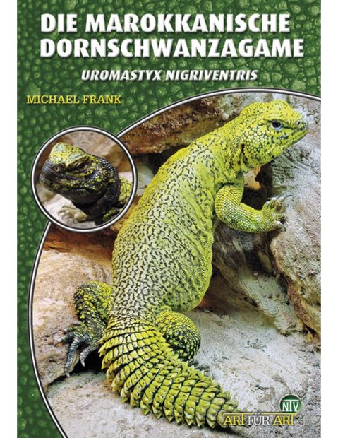Die Marokkanische Dornschwanzagame: Uromastyx nigriventris [Moroccan Spiny-Tailed Lizard]