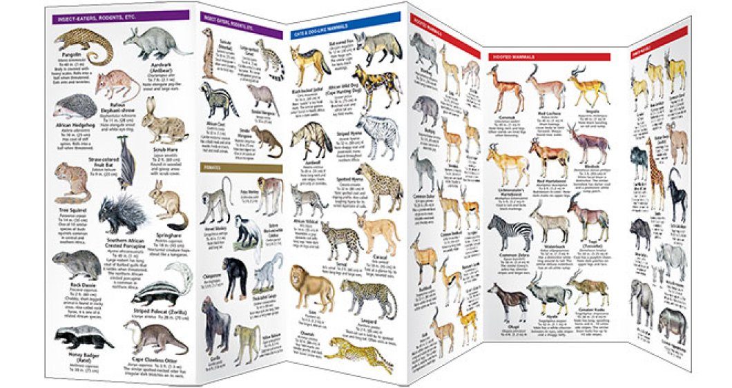 African Wildlife: A Folding Pocket Guide to Familiar Animals | NHBS ...