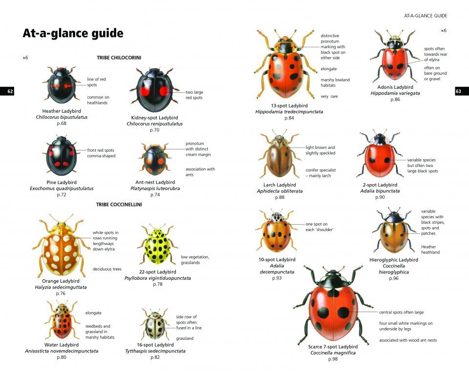 Field Guide to the Ladybirds of Britain and Ireland | NHBS Field Guides ...