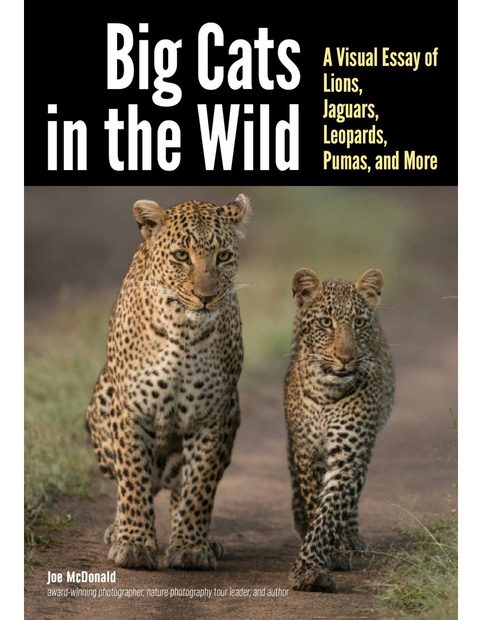 Big Cats In The Wild