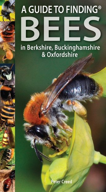 A Guide to Finding Bees in Berkshire, Buckinghamshire & Oxfordshire