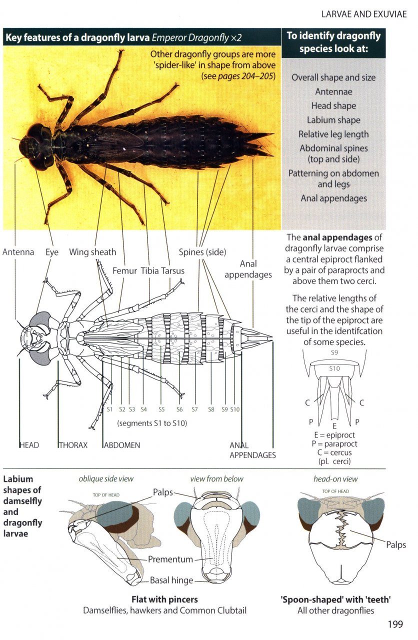 Britain S Dragonflies Nhbs Field Guides Amp Natural History