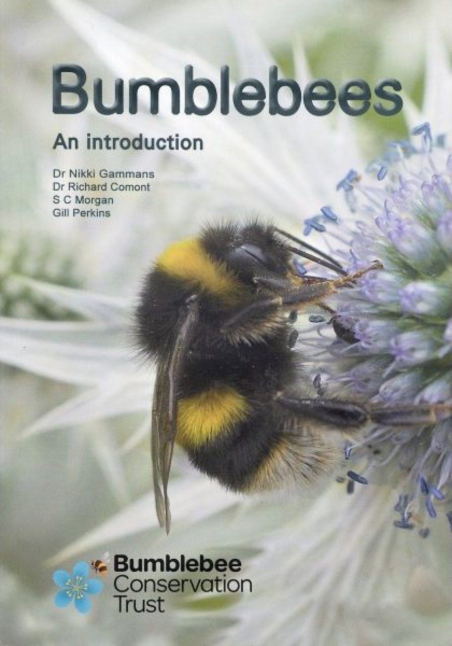 How to Identify a Bumble Bee