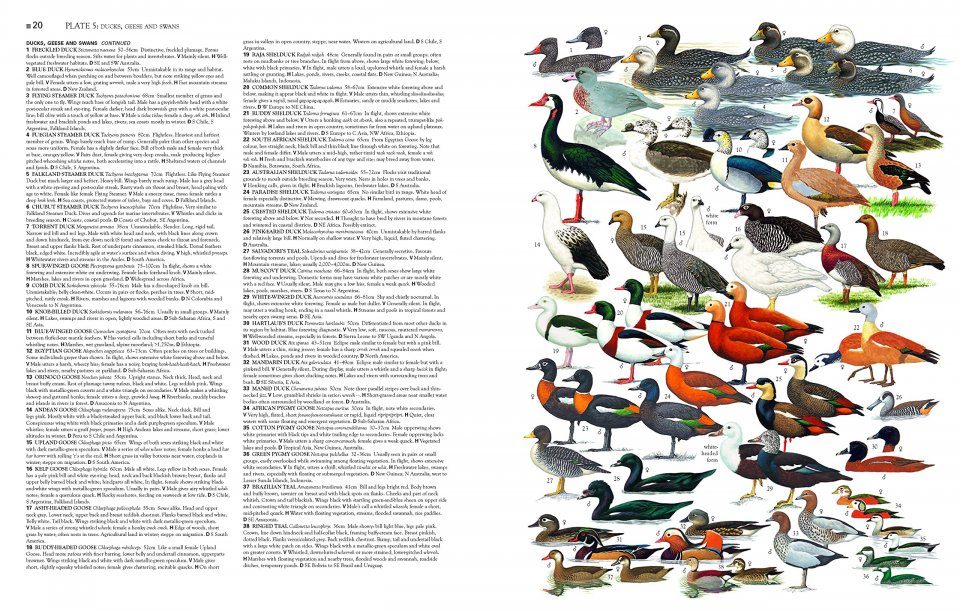 Collins Birds of the World Collins Field Guide