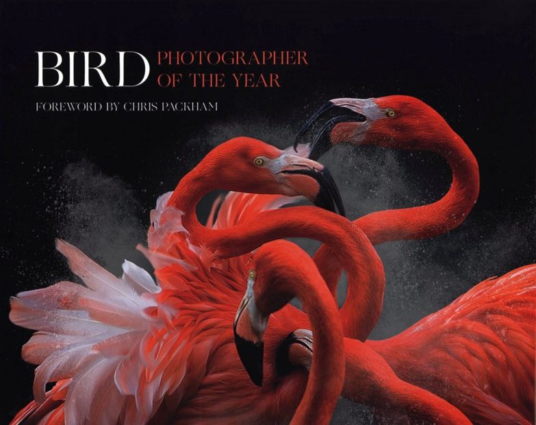 Bird Photographer of the Year, Collection 3