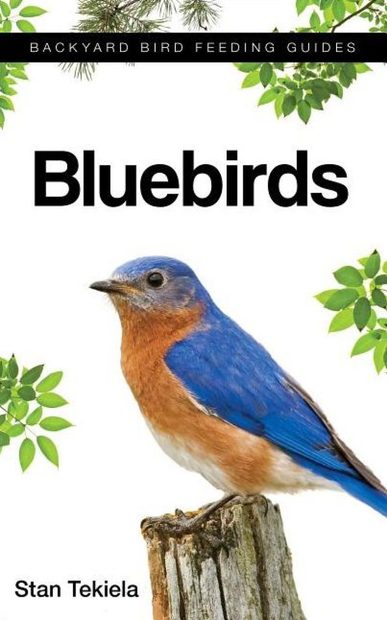 Attracting & Feeding Bluebirds