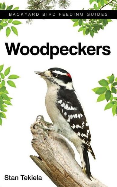 Attracting & Feeding Woodpeckers