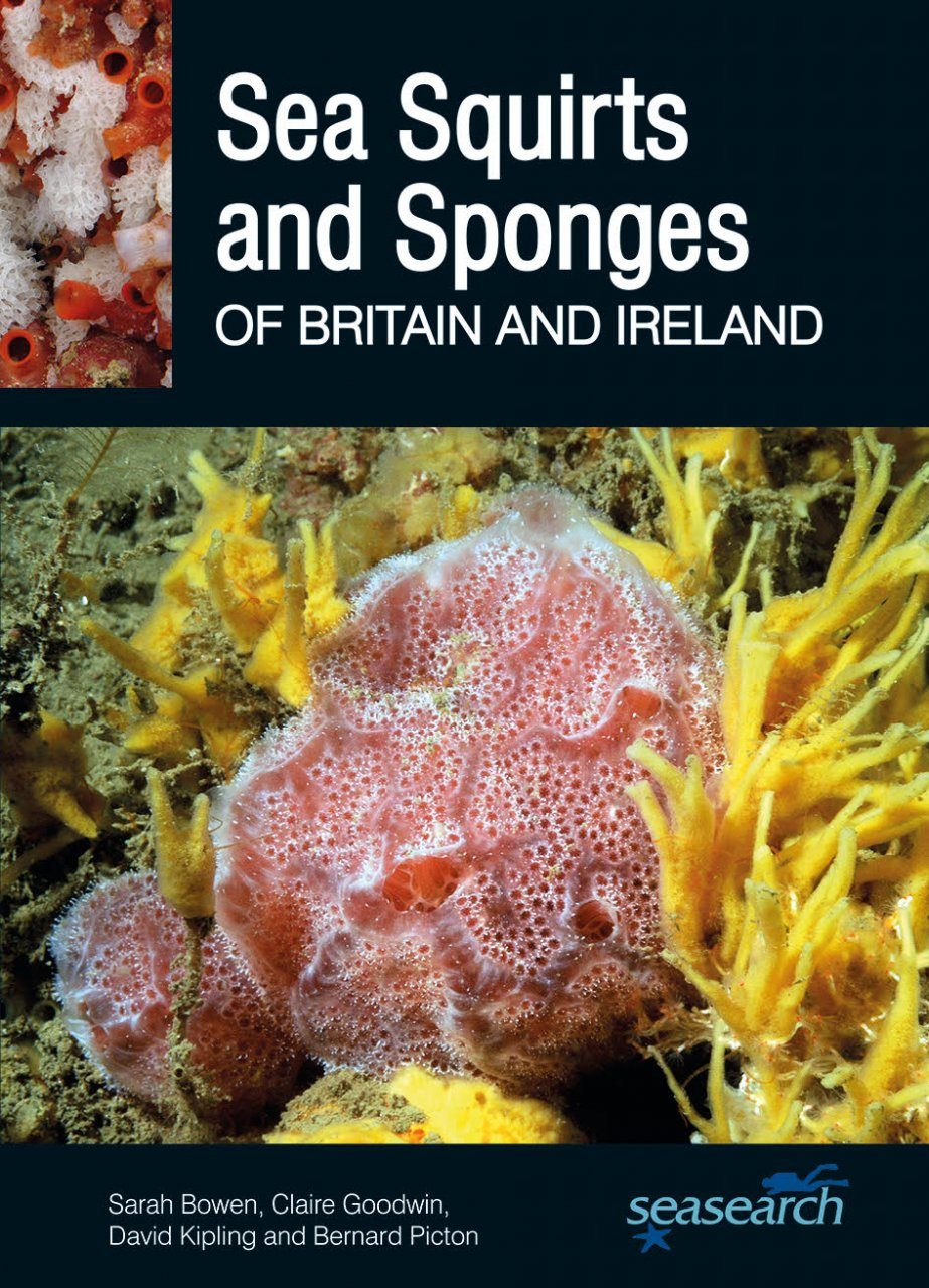 Sea Squirts and Sponges of Britain and Ireland | NHBS Field Guides &  Natural History