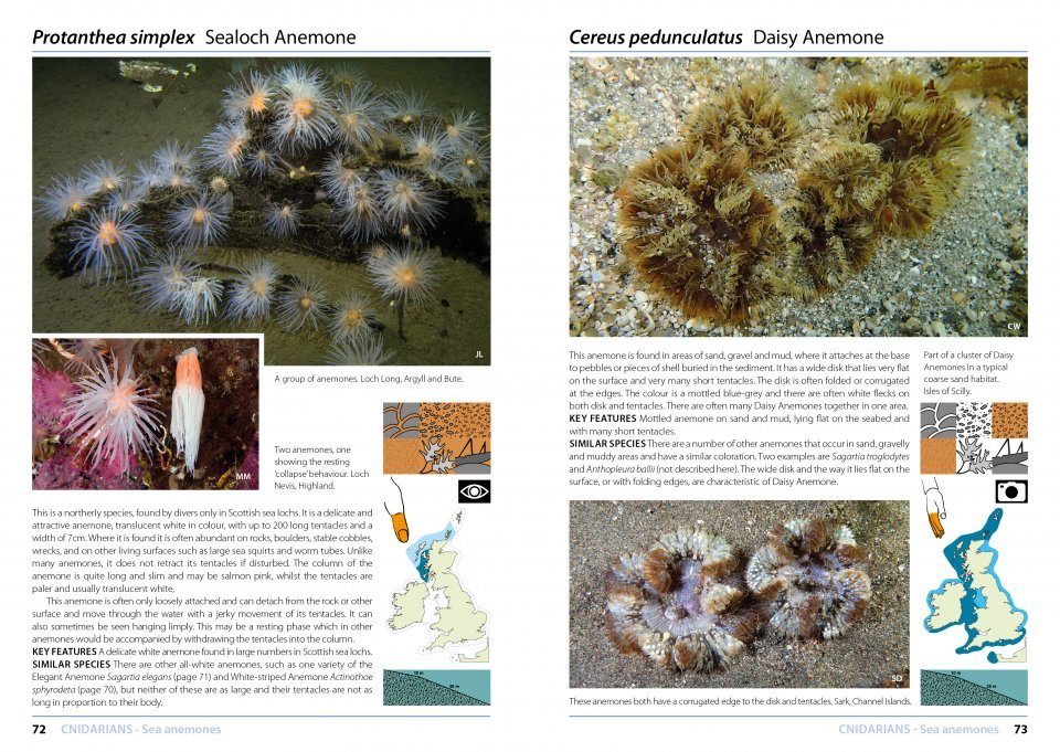The Diver S Guide To Marine Life Of Britain And Ireland