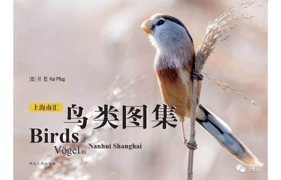 Birds of Nanhui Shanghai [English / Chinese]