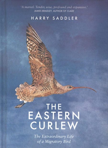 The Eastern Curlew