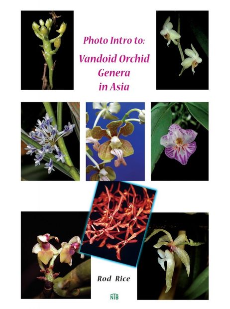 Photo Intro to Vandoid Orchid Genera in Asia
