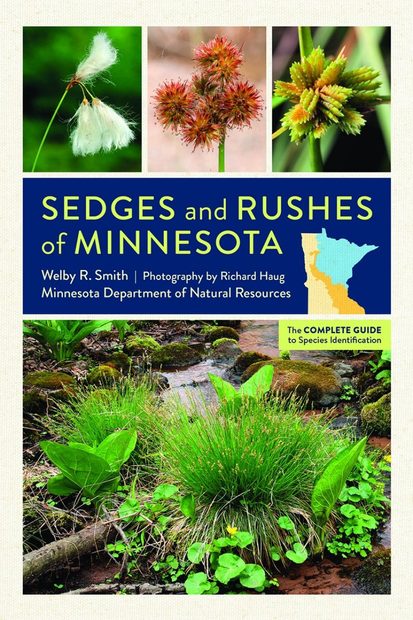 Sedges and Rushes of Minnesota