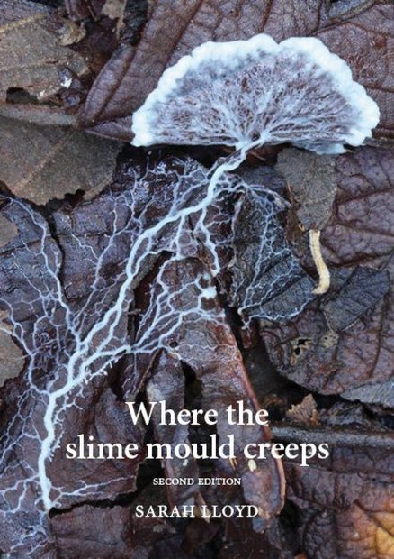Where the Slime Mould Creeps