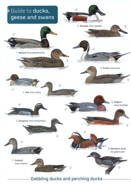 Guide to Ducks, Geese and Swans