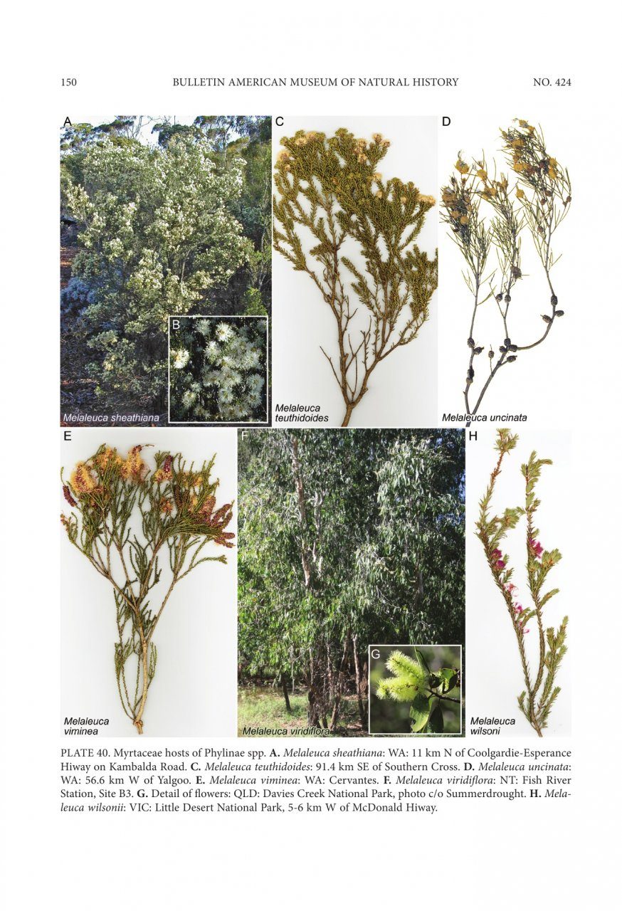 New Genera and Species of Myrtaceae-Feeding Phylinae from Australia ...