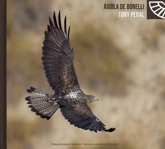 Bonelli's Eagle / Águila de Bonelli