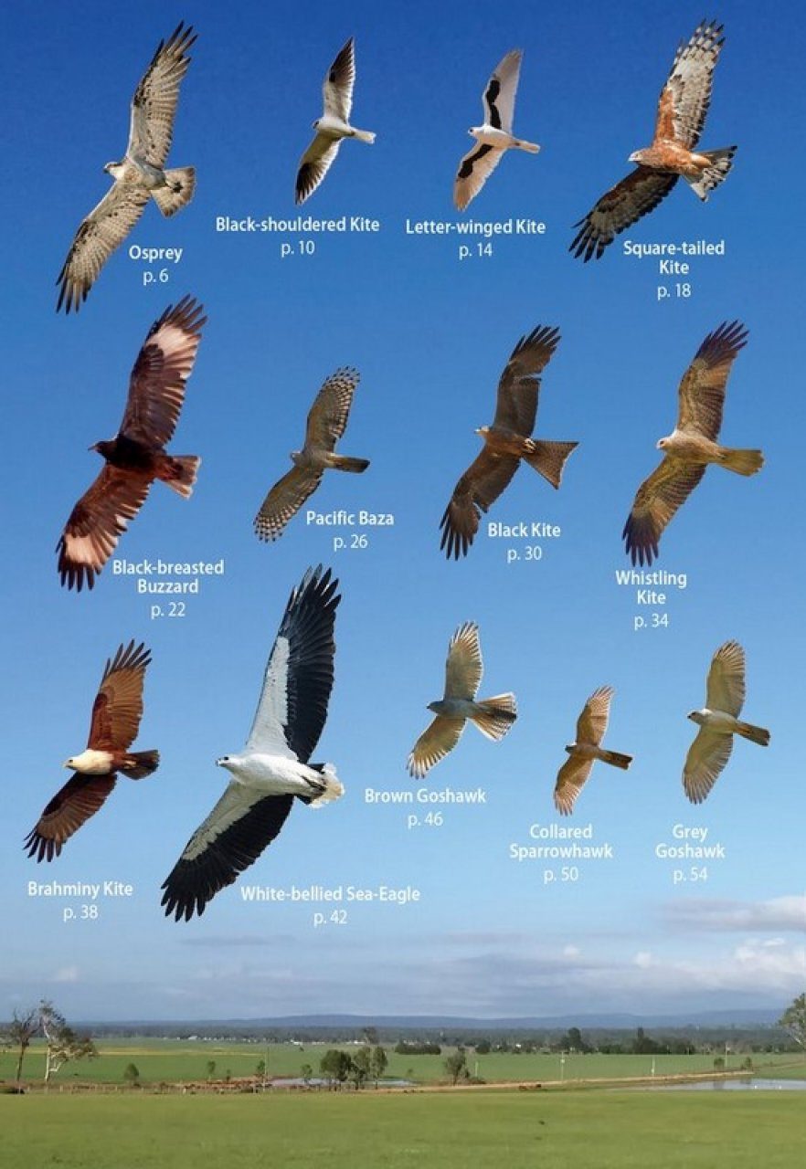 How To Identify UK Birds of Prey in Flight