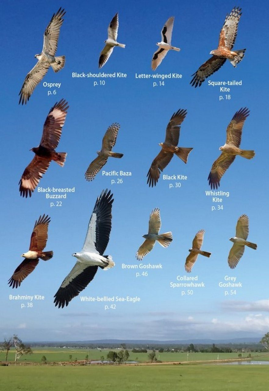 Birds Of Prey In Flight Touristvisitorguides