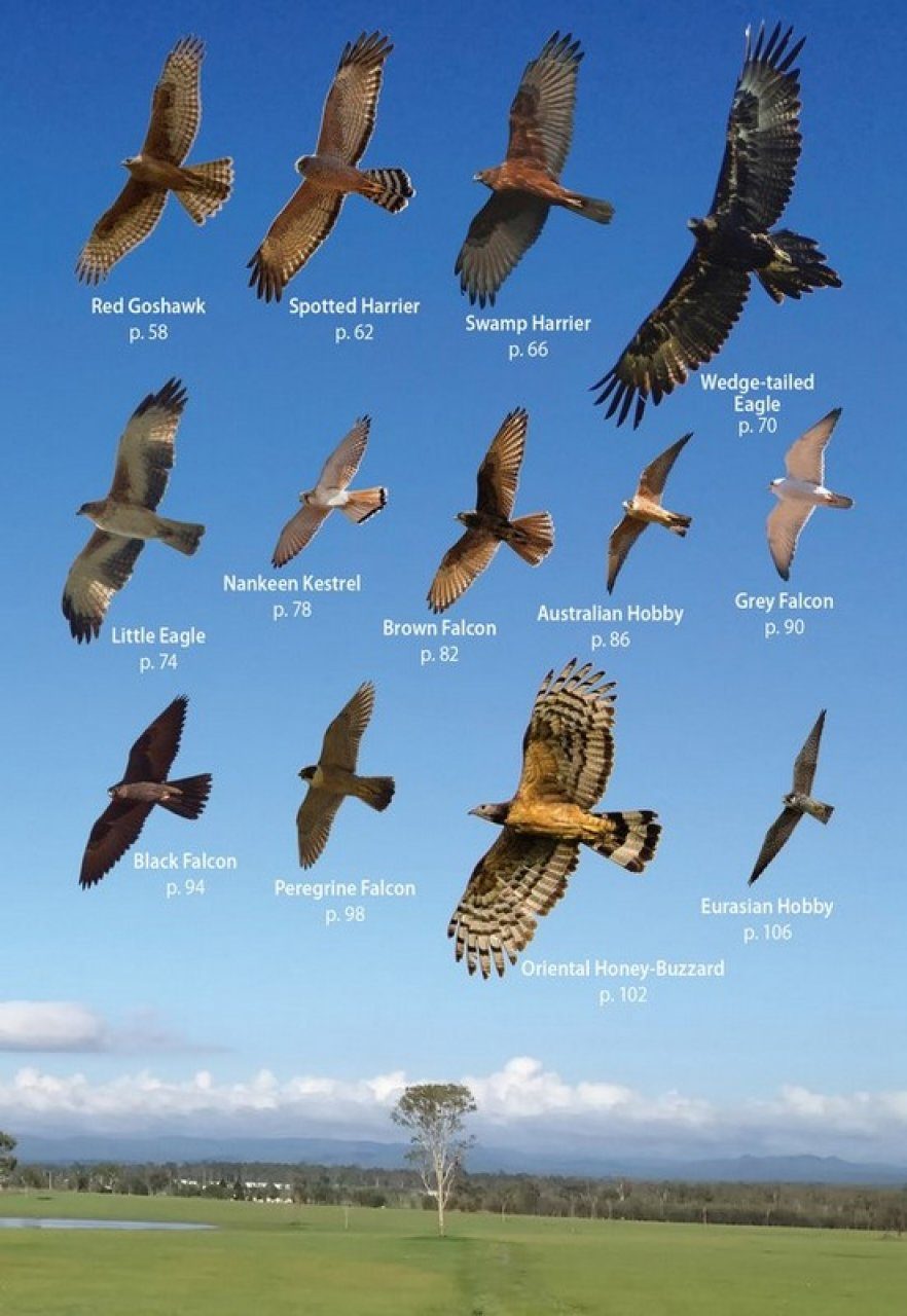 Australian Birds Of Prey In Flight A Photographic Guide