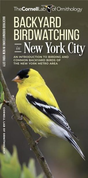 Backyard Birdwatching in New York City